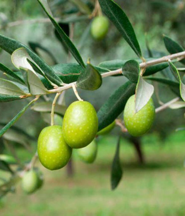 Tecnologia di Lavorazione delle Olive